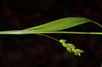 Thinfruit sedge